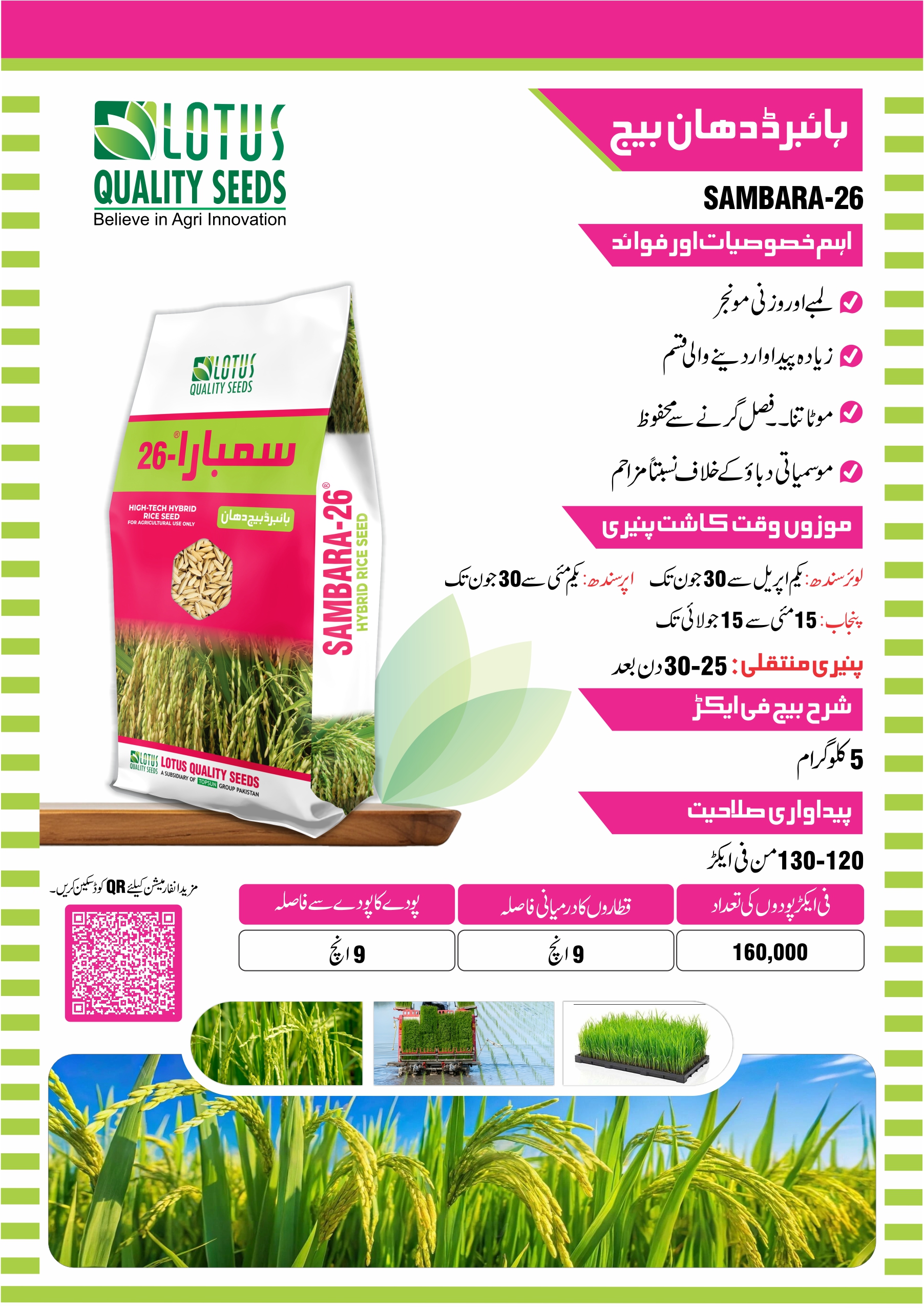 Sambara-26 Hybrid Rice Seeds