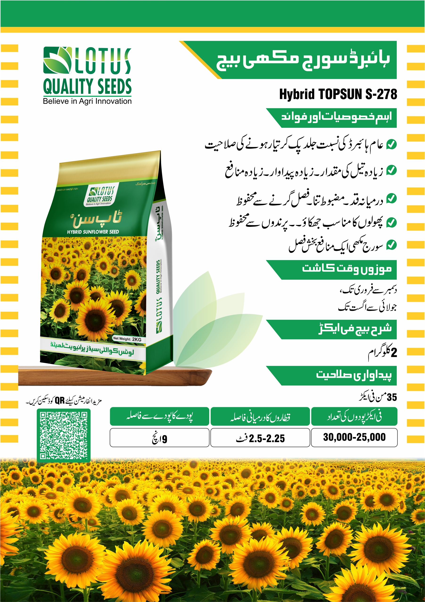 Hybrid Sunflower Seed