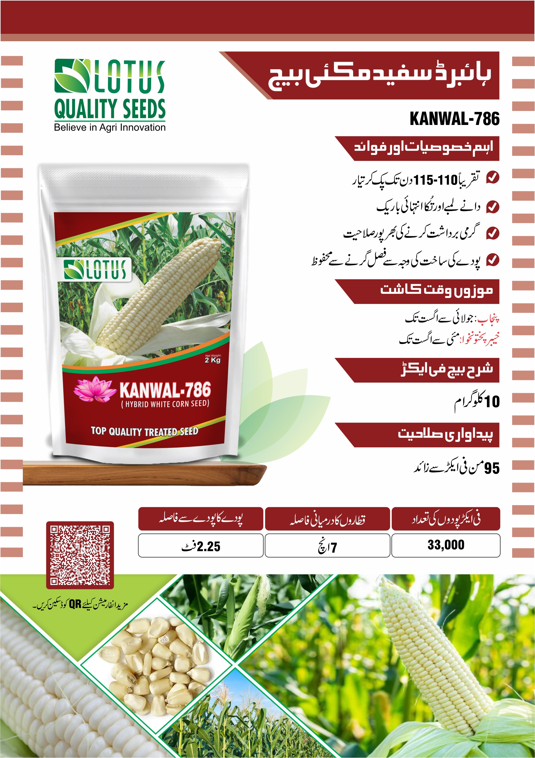 Hybrid White Corn Seed_(Kanwal-786)