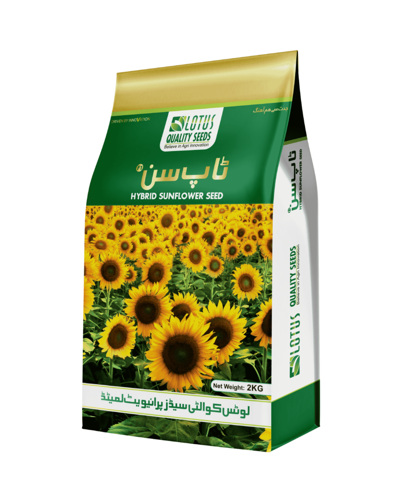 Hybrid Sunflower Seed