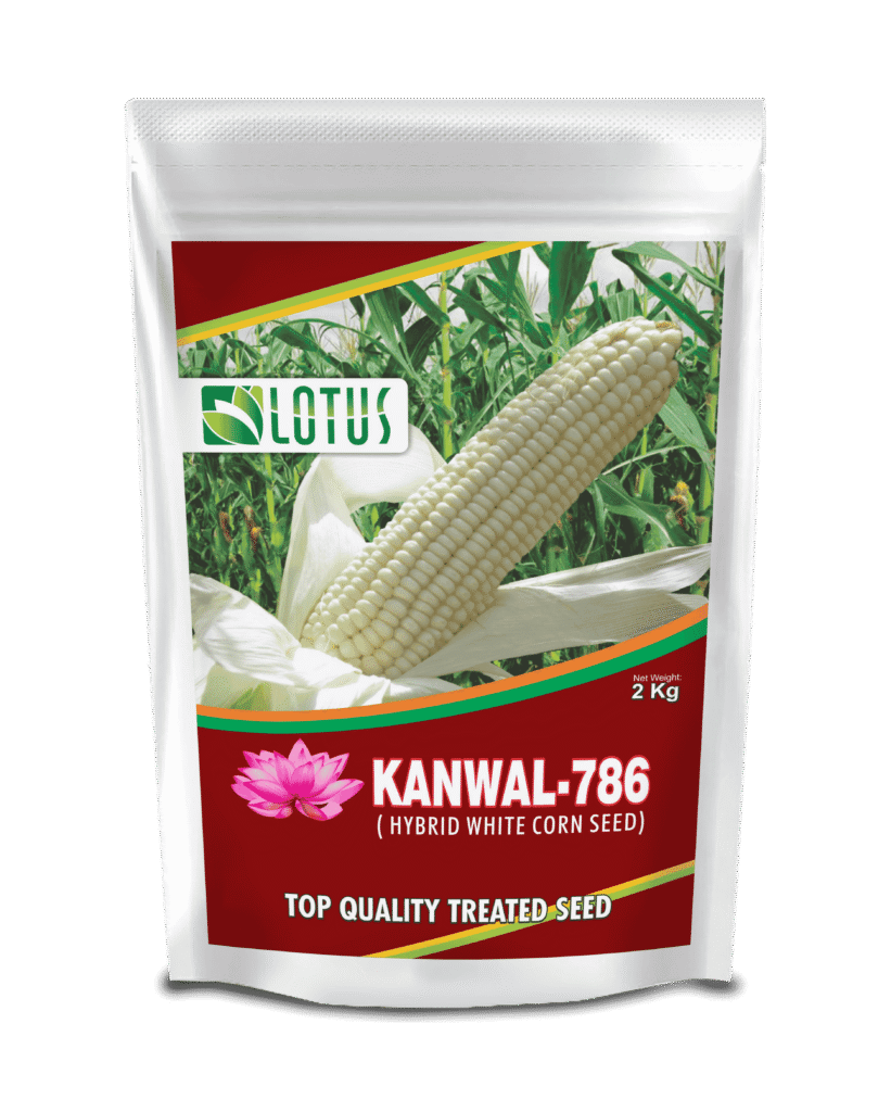 Hybrid White Corn Seed_(Kanwal-786)